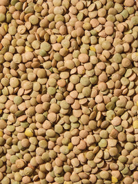 Organic Green Lentils